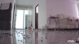 Pet Pomeranian dog hides in bedroom when glass shatters