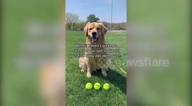 Couple let their DOG make their big life decisions - like revealing the gender and choosing the name of their baby