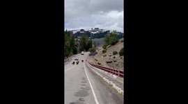 Bison Stampede Across Bridge in Yellowstone National Park