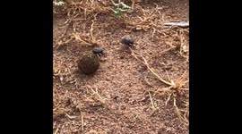 Dung Beetle Protects His Dung Ball