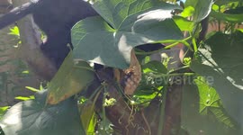 Gato em árvore: assista ao meu gatinho engraçado brincando no pé de goiaba!