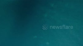 Sea of Swimming Mobula Rays