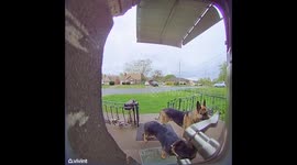 Blitz And Rain Know Their Manners