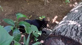 Gatinho brincalhão: assista ao meu felino esperto se divertindo com uma simples folha!