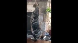 Stand Up Cat, Not Comedian