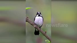 Gravação rara: admirando a beleza do Bigodinho e seu canto encantador