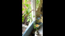 Dog Listens to Conversation With His Teeth Out