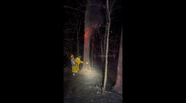 Firefighters Cut Down Tree Burning From the Inside