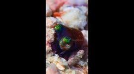 Tiny Squid Buries Itself in Sand