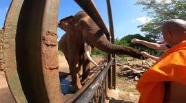 Buddhist monks feed elephants at temple in Sri Lanka