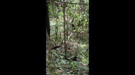 Monkey Uses a Rock to Break Open a Coconut
