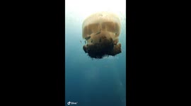 Giant Jelly Fish on scuba dive, this thing was at least 2m tall