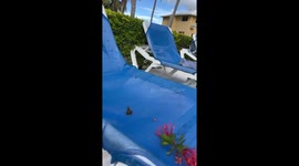 Rescuing a Hummingbird