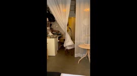 Umbrella pup: watch this playful dog create a canopy of curtains!