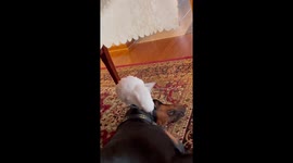 Chicken the Cockatoo Tries To Wake Up Doberman
