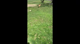 The Cutest Happy Golden Puppies