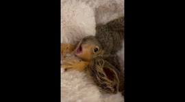 Adorable Baby Squirrels Waking Up