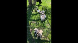 Taco The Calf Is Pals With The Golden Puppies