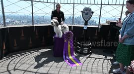 Westminster Kennel Club Best In Show Winner Vistis Empire State Building In NY, USA