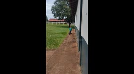 Armadillo Plays Follow The Leader With Little Lad