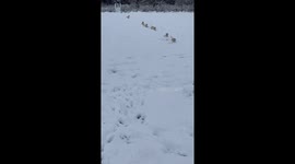 Golden Puppies Play In Pennsylvania Snow