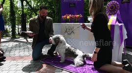 2023 Westminster Kennel Club Best In Show Winner Visits Tavern On The Green In NY, USA