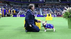 Best In Show Winner at the 147th Westminster Kennel Club Dog Show In NY, USA