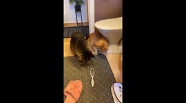 Curious cats and the mysterious foot scrubber: a tale of fear and fascination