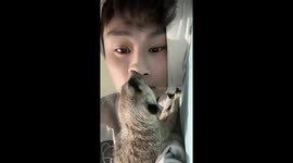 Playful raccoon interrupts owner's sleep for attention and playtime