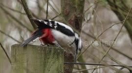 Great Spotted Woodpecker uses a metal bracket to amplify its loud drumming sound