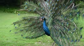 Peacocks in Nanning, China