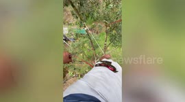 Thai farmers climb dizzying heights before dropping durian fruits for colleague to catch