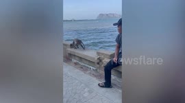 Hostile monkey head-butts tourist relaxing on shore with friends