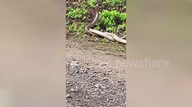 Two cobras stall passing residents as they entwine around each other