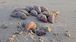 Sea cucumbers huddle on beach during low tide