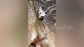 Playful Siberian Husky dog twirls sitting in hammock