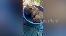 Chubby American Bully puppy sleeps in basin with water