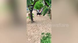 Smart dog climbs up hammock by himself
