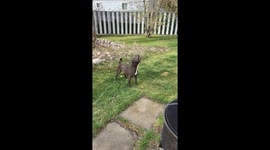 'Sprinkler Fun' - Dog discovers the joy of water after staying away from it for 2 years