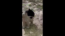 Bear Cub Gets Angry At His Bear Chair