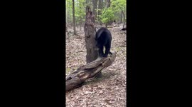 Black Bear Scratches Rump on Tree Stump