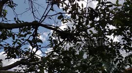 A épica jornada do meu gato na árvore de goiaba: uma aventura repleta de coragem, desafios e surpresas