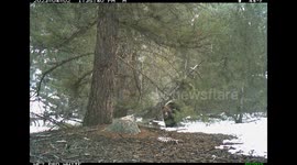 Trail Cam Captures Grizzly Bear Chasing Moose