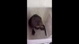 Nutria Cuts Open Dogs Face