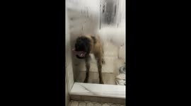 Silly Boxer Licks Shower Door