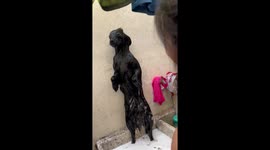 Dog Bathes Standing Up