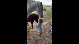 Horse Eats Girl's Straw-Colored Hair