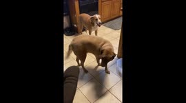 Winston and Red Request Treats