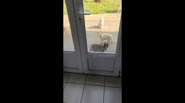 Neighborhood Cats Beg For Food