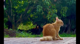 Leo MacBearbutt Chasing His Tail